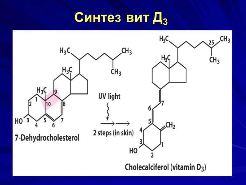 Синтез вит Д3 Синтез вит Д3